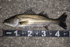 シーバスの釣果