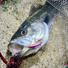 スズキの釣果