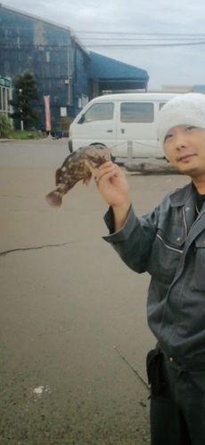 タケノコメバルの釣果