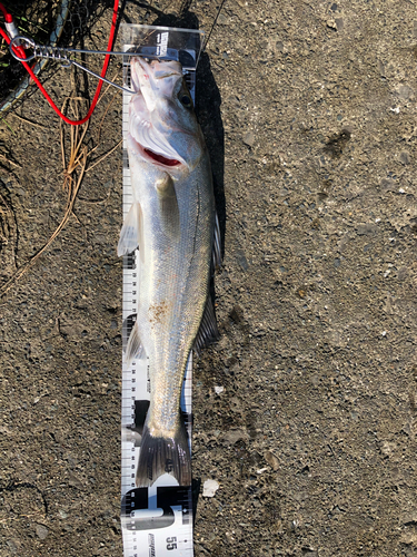 シーバスの釣果