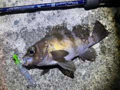 シロメバルの釣果