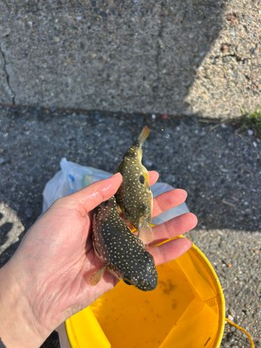 クサフグの釣果
