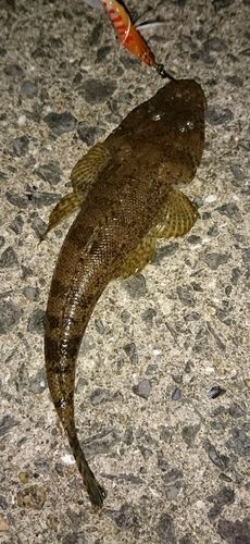 マゴチの釣果