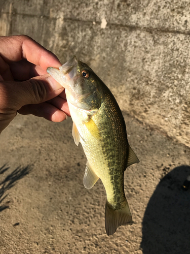 ラージマウスバスの釣果