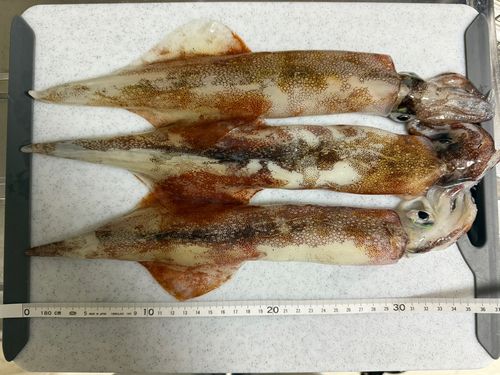 ヤリイカの釣果