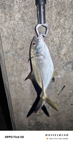 ギンガメアジの釣果