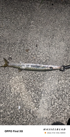 オニカマスの釣果