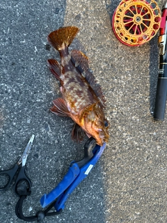 カサゴの釣果