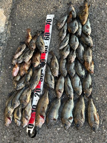 メバルの釣果