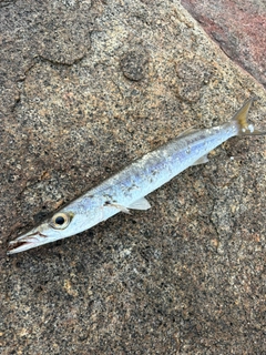 タイワンカマスの釣果