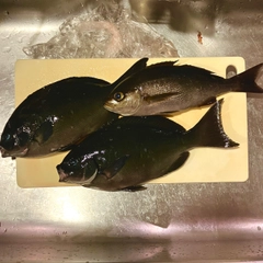 クロメジナの釣果