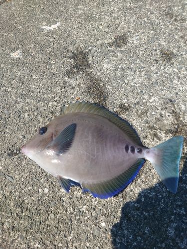 ニザダイの釣果