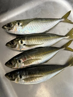 マアジの釣果