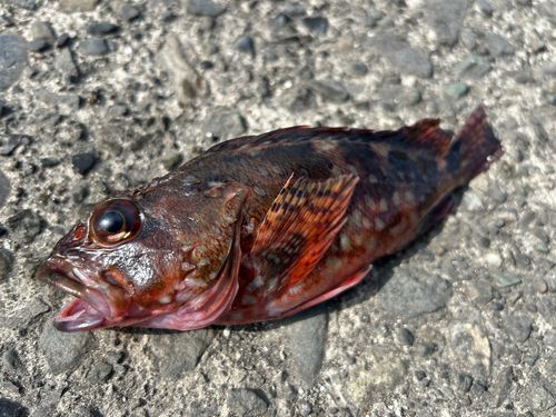 カサゴの釣果