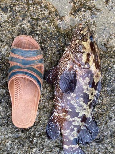 アオノメハタの釣果