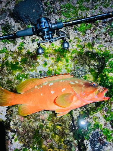 アカハタの釣果