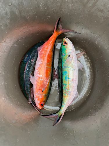 グルクンの釣果