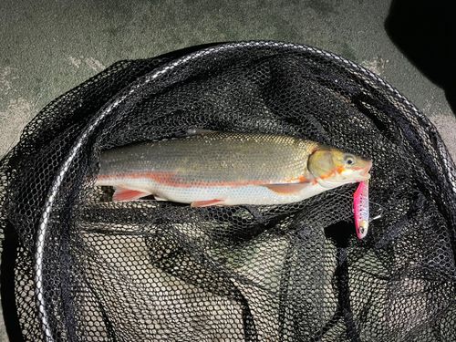 ウグイの釣果