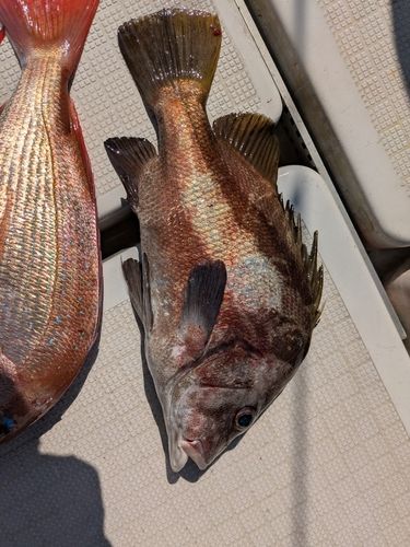 コショウダイの釣果