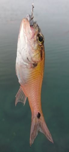 ネンブツダイの釣果
