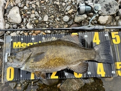 スモールマウスバスの釣果