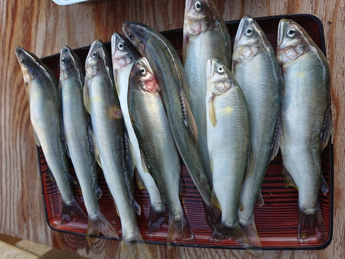 アユの釣果