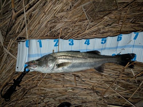 スズキの釣果