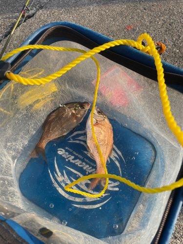 マタナゴの釣果