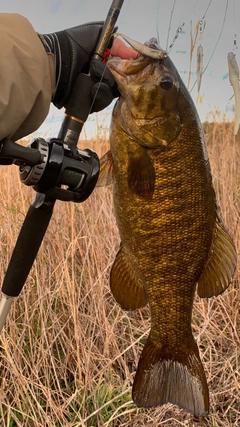 スモールマウスバスの釣果