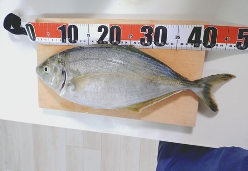 シマアジの釣果