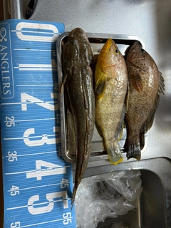コチの釣果