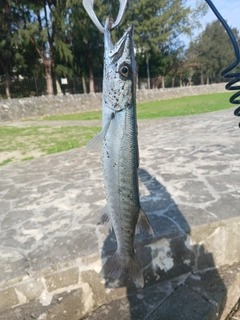 オニカマスの釣果