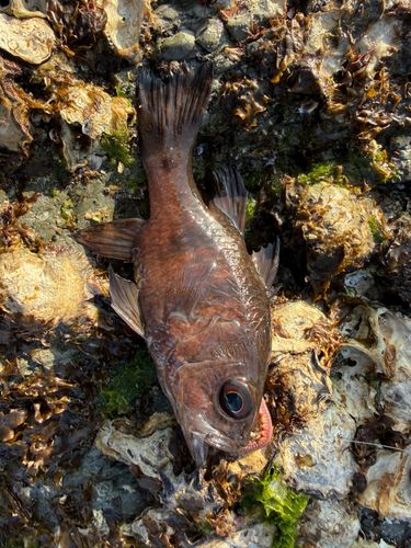 ヨコスジイシモチの釣果