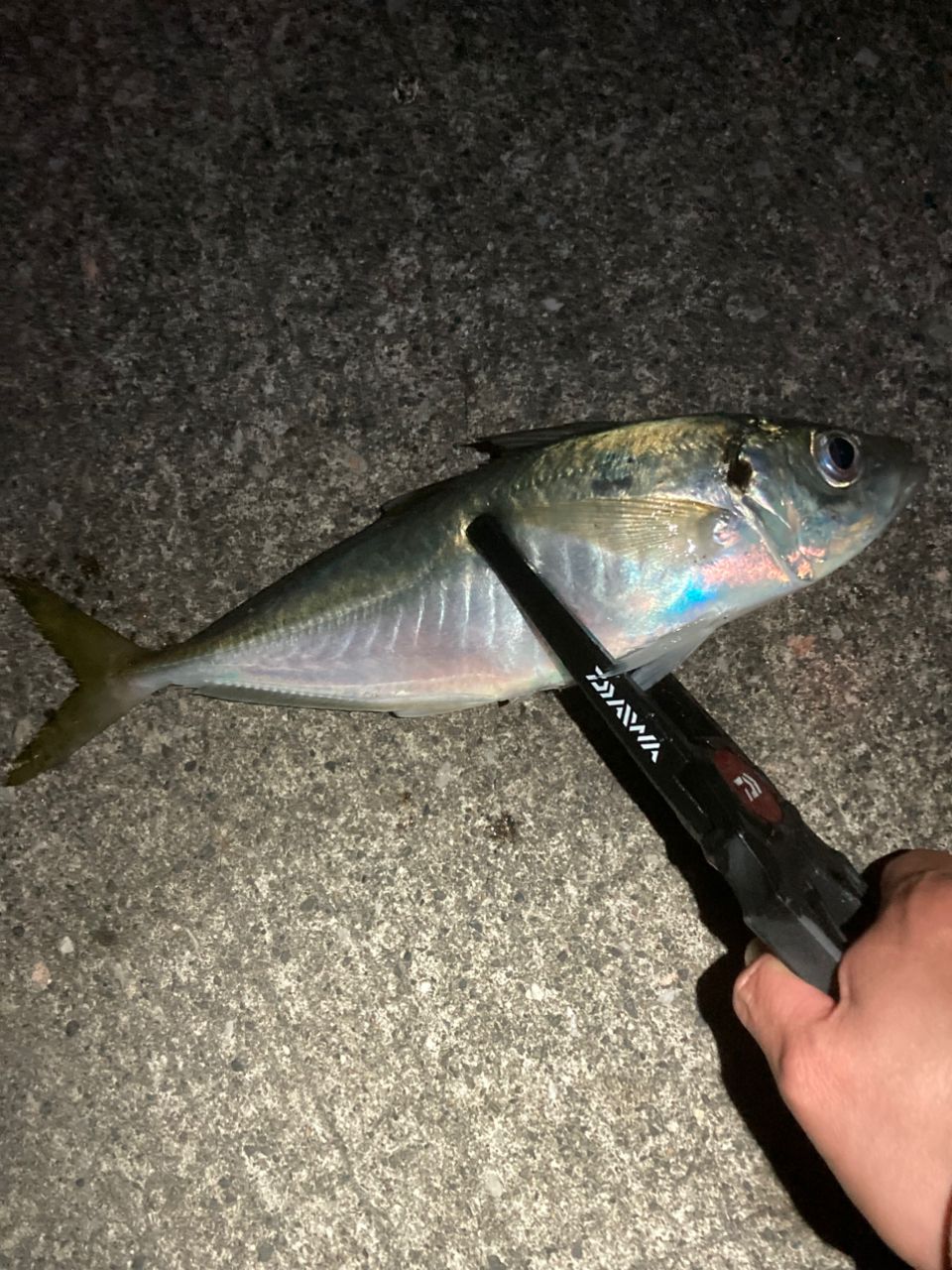SHIMANO 19ソアレ BB アジング S64UL-Sの最安値・インプレ・釣果