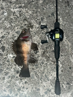 シロメバルの釣果