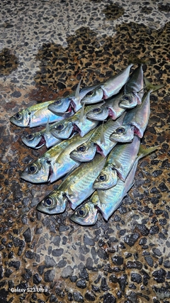 アジの釣果