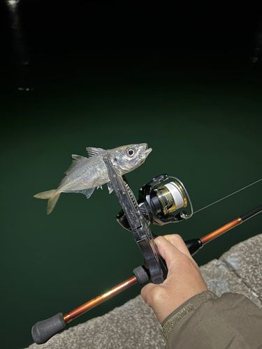 マアジの釣果