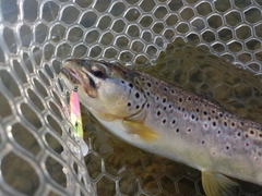 ブラウントラウトの釣果
