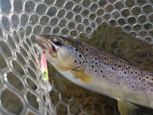 ブラウントラウトの釣果
