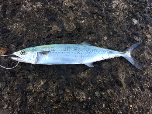 サゴシの釣果