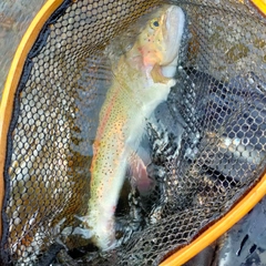 ニジマスの釣果