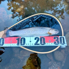 エゾイワナの釣果