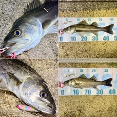 フッコ（マルスズキ）の釣果