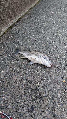 キビレの釣果