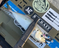マアジの釣果