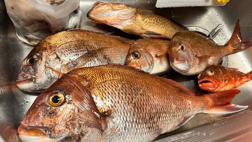 マダイの釣果