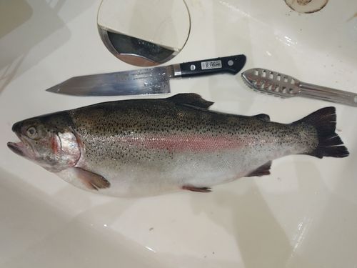 サケの投げ釣りなどにいかがでしょうか？ サケ（アキアジ）の投げ釣り】投げて待つだけ？ぶっこみ釣り完全ガイド