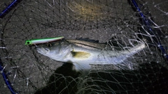 シーバスの釣果