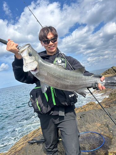 ヒラスズキの釣果