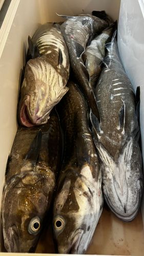 マダラの釣果